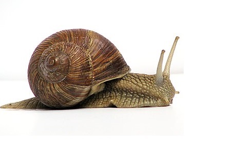 What is snail therapy and what is its benefit for the skin?