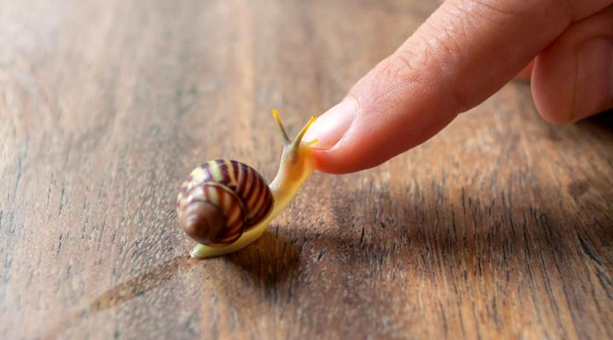 What is the reason for snails being slow?